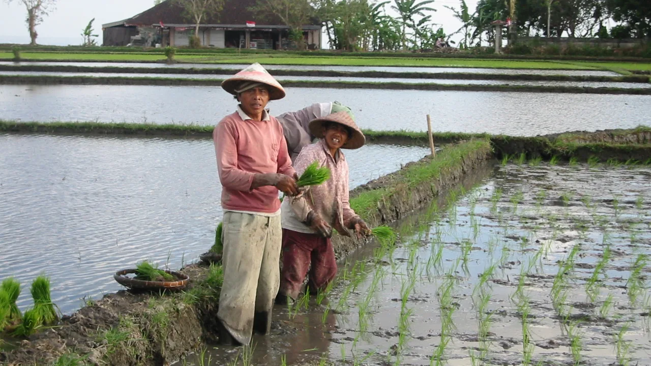 Bali Terapkan Pungutan Wisatawan Asing Rp150 Ribu untuk Dana Pelestarian Subak dan Budaya