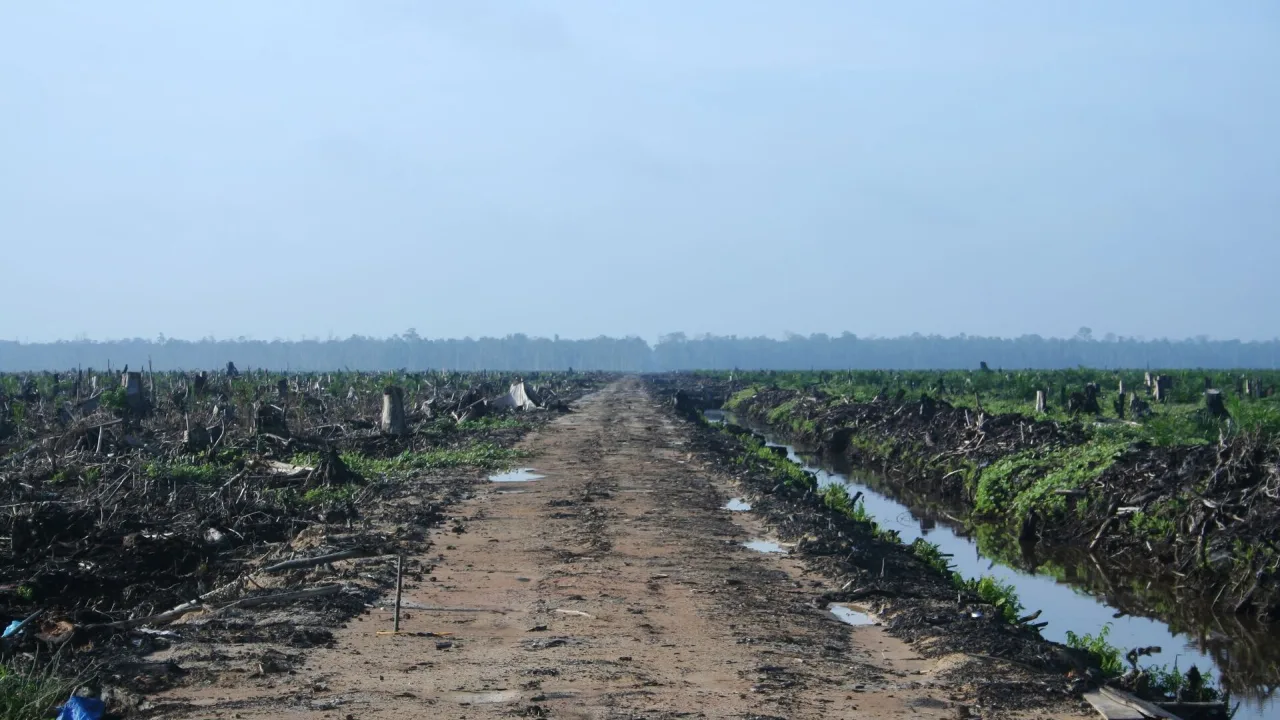 Harga TBS Sawit Sumut Naik ke Rp2.950 per Kilogram
