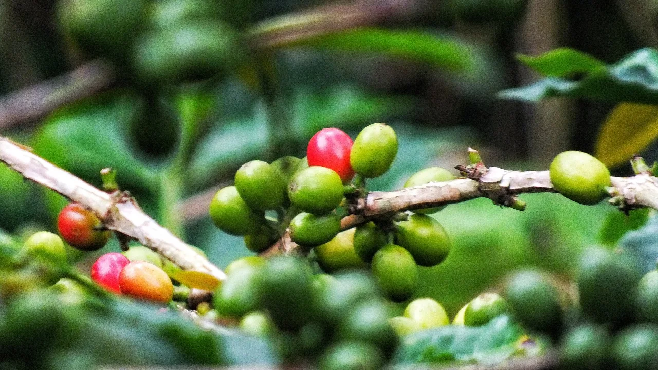 Tren Kopi Fermentasi Mendorong Harga Biji Gayo dan Toraja Naik 20 Persen